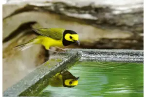 Yellow bird getting a drink.