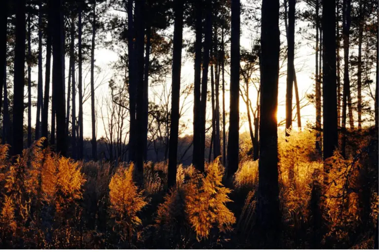 Sunset in the Woods