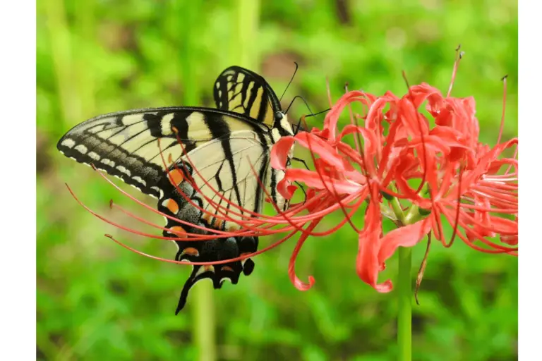 Monarch Butterfly