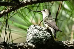 Humming Bird at rest something you don't see often.