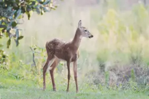 A fawn out for a morning stroll.