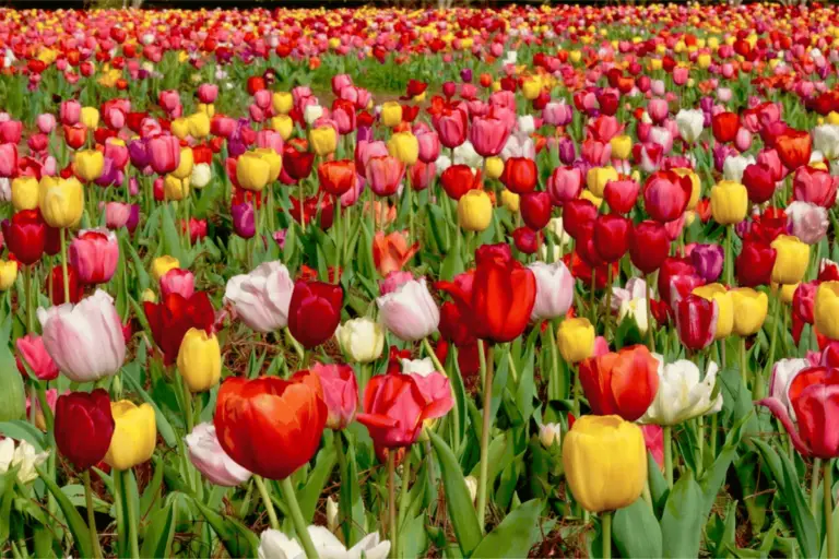 Tulips are a tradition every spring.