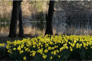 Yellow flowers by the lake.