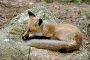 A resident fox enjoying a sunny day.