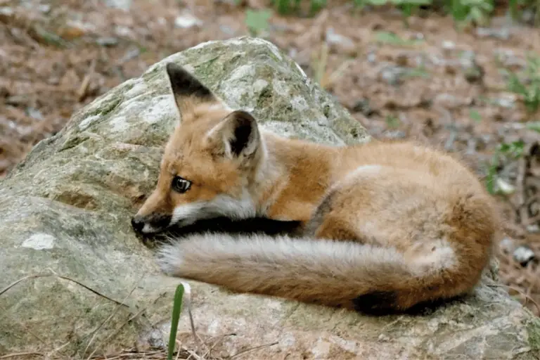 A resident fox enjoying a sunny day.