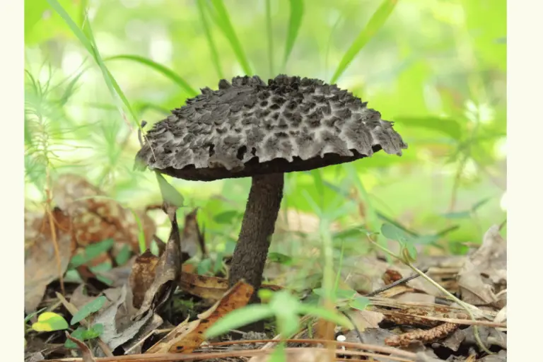Wild mushrooms are plentiful in the Callaway woods.