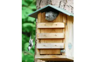 Owl in birdhouse looking over his territory.
