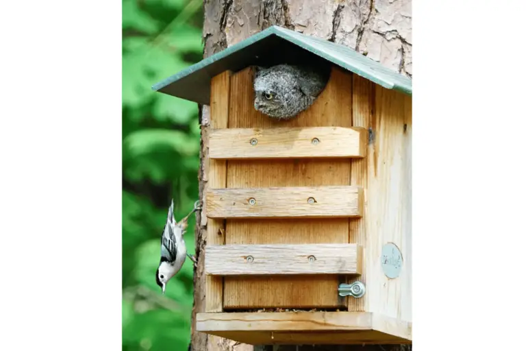Owl in birdhouse looking over his territory.