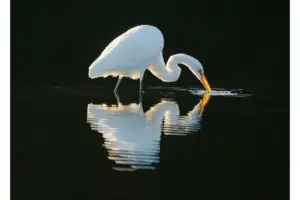 Nothing beats a cool drink of Callaway water!