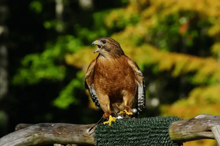 Bird-of-Prey at the Discovery Center