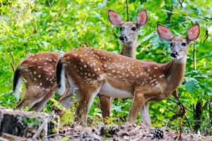 deer looking back at photographer.