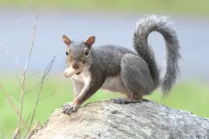 Squirel looking at photographer.