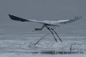 Crane flying over lake looking for lunch.