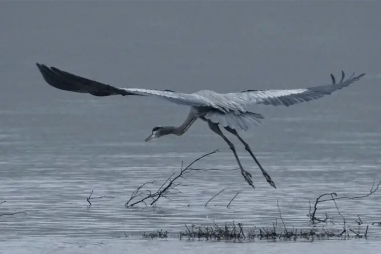 Crane flying over lake looking for lunch.