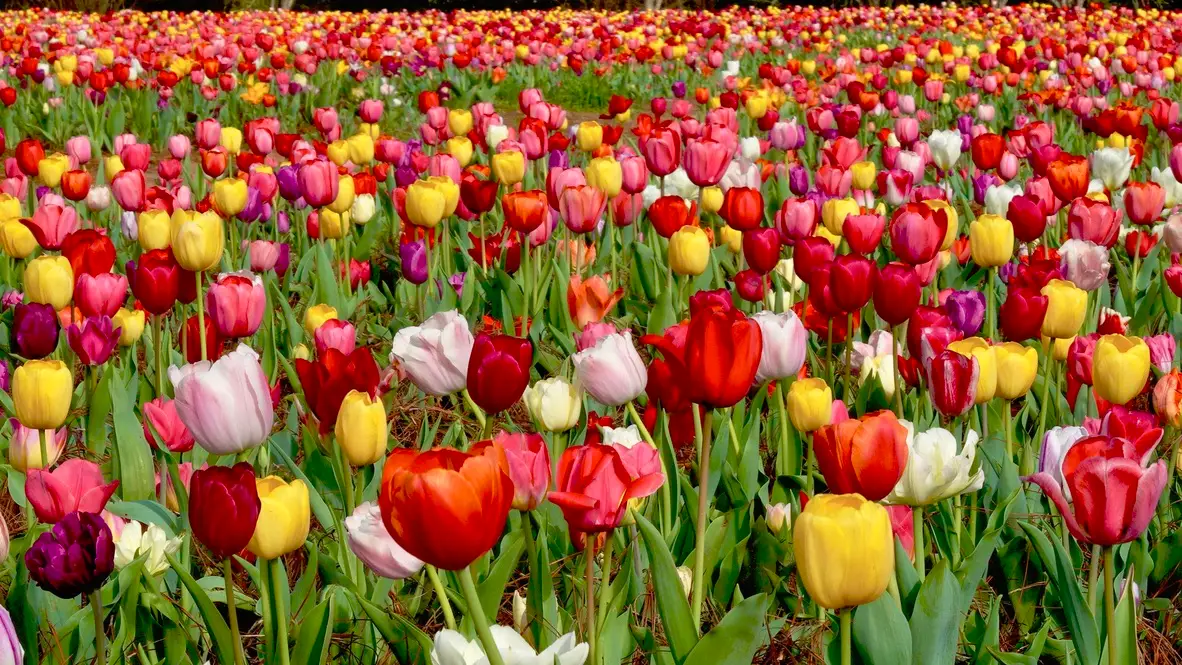 field of tulips at Callaway Gardens