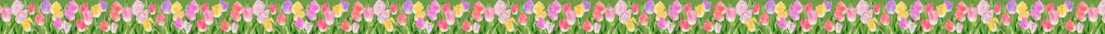Field of Tulips Border